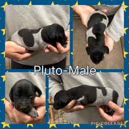 Pluto - Black roan male German Shorthaired Pointer puppy in Pierz, Minnesota from RFP Pointers German Shorthaired Pointers
