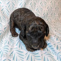 Flint - Black and tan male Cockapoo puppy in Sunset, Louisiana from Cano Cockapoos