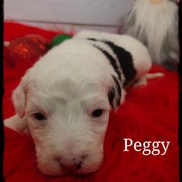 Peggy - Black and white female Sheepadoodle puppy in Farley, Iowa from Iowa's Doodle Co.
