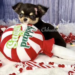 Risotto - Black and tan female Chihuahua puppy in Anderson, South Carolina from Lil Treasures Chihuahuas