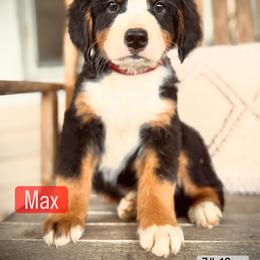 Bernese Mountain Dog Puppies from Timeless Cottage Homestead Bernese