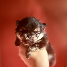 Pixie - Black and tan female Pomeranian puppy in Lillington, North Carolina from Dignified Poms