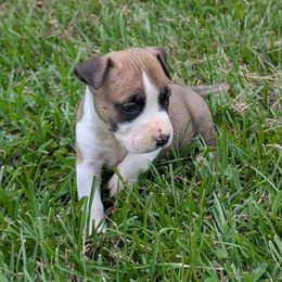 Asher - Red male American Staffordshire Terrier puppy in Conley, Georgia from Cicero Kennels