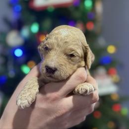 Peanut Butter - Parti male Goldendoodle puppy in Howard City, Michigan from Doodles and Chaos