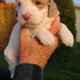 Bernedoodle and Double Doodle Puppies from Cloud Nine Doodles