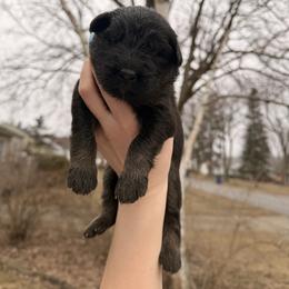 Snow White - Bi-color female German Shepherd puppy in Perrysburg, Ohio from Fancy GSDs