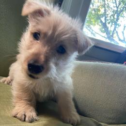 Girl 3 - Wheaten female Scottish Terrier puppy in Fenton, Michigan from Carnes Croft Scotties