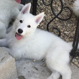 Berger Blanc Suisse and White Shepherd Puppies from Starfyre Berger Blanc Suisse / White Shepherds