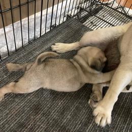 Miss Queen - Fawn female Pug puppy in Barry, Illinois from Tina’s Pugs