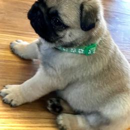 Green - Fawn male Pug puppy in Baylis, Illinois from Cameo's Pugs
