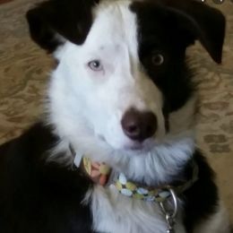 Border Collies from Cheryl Renwick Border Collies
