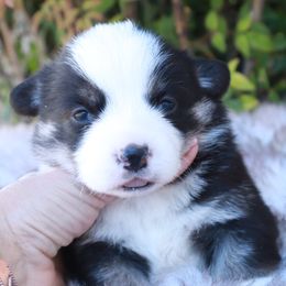 Tri male - Black and tan male Pembroke Welsh Corgi puppy in Caliente, California from Rafter Cross 7
