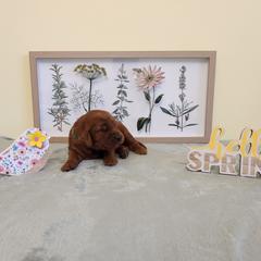 Boy 1 - Mahogany male Irish Setter puppy in Clinton, Arkansas from Shakarri Irish Setters
