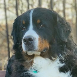 Etta - Bernese Mountain Dog
