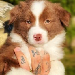 Chai - Red & white male Miniature American Shepherd puppy in Battle Ground, Washington from Casita Miniature American Shepherds