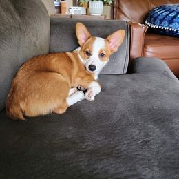 American Corgi and Pembroke Welsh Corgi Puppies from MKM Corgi Company