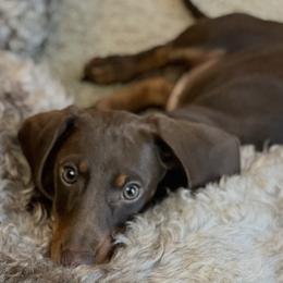 Dachshunds and French Bulldogs from Bad to the Bone French Bullies