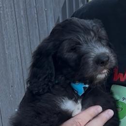 Stripes - Black and white male Sheepadoodle puppy in Glen Rose, Texas from Clevenger’s Sheepadoodle Fur Baby Farm