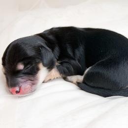PIP - Black and cream male Dachshund puppy in Redding, California from Jean & Mae Doxies