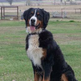 Elsa - Black rust and white female Bernese Mountain Dog puppy in Collinsville, Texas from Berner Dynasty