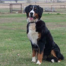 Elsa - Black rust and white female Bernese Mountain Dog puppy in Collinsville, Texas from Berner Dynasty