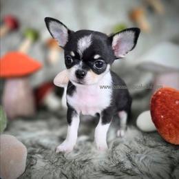 Wave - Black and tan male Chihuahua puppy in Piqua, Kansas from Cute As A Cupcake Chihuahuas