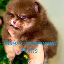Pomeranian Puppies from Texas Tumbleweed Poms