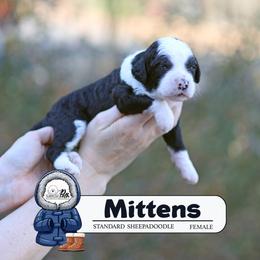 Mittens - Black and white female Sheepadoodle puppy in Cleveland, Tennessee from Narrow Path Old English & Sheepadoodles