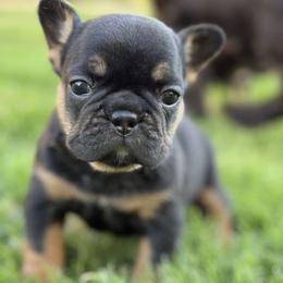 Coco - Black and tan female French Bulldog puppy in Iron Station, North Carolina from Kayser Farm