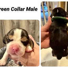 Green - Black tan and white male Beagle puppy in Viper, Kentucky from Mountain Top