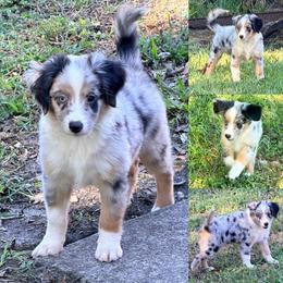 Tails - Blue merle male Miniature Australian Shepherd puppy in Brooker, Florida from Honey, I Shrunk the Aussies