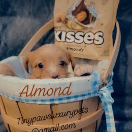 Biewer Terrier, Poodle, and Yorkshire Terrier Puppies from Tiny Paws Luxury Pets