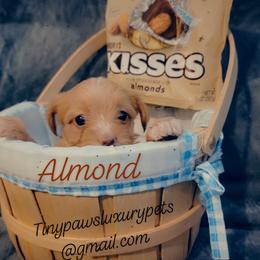 Biewer Terrier, Poodle, and Yorkshire Terrier Puppies from Tiny Paws Luxury Pets