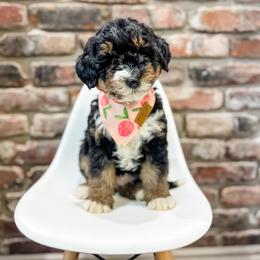 Lacey - female Bernedoodle puppy in Sharpsburg, Georgia from Steindoodles