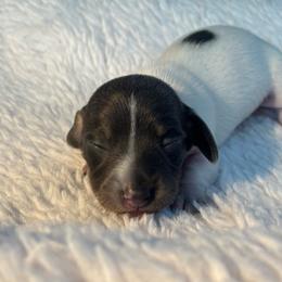 Cinderella 4 - Gray (blue) female Dachshund puppy in Scottdale, Pennsylvania from Our Sweet Dachshund Farm