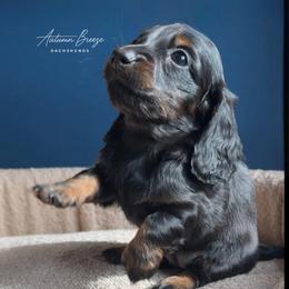 Patience - Black and tan female Dachshund puppy in Clever, Missouri from Autumn Breeze Dachshunds