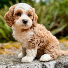 Duke (Green Collar) - Red male Bernedoodle puppy in Stanwood, Washington from Butter Cup Pups and Paws
