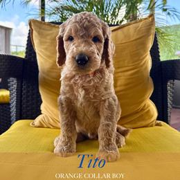 Tito - Apricot male Goldendoodle puppy in Miami, Florida from Kalidoodlee