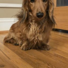 Brody - Red male Dachshund puppy in Centerville, Georgia from Mel's LowRider Ranch