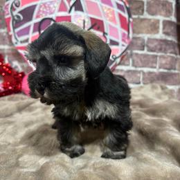Samson - Salt and pepper male Miniature Schnauzer puppy in Lufkin, Texas from C&K’s Schnauzer House