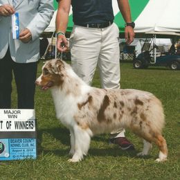 Rhiannon - Australian Shepherd