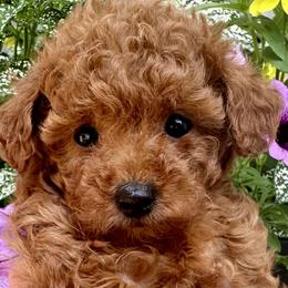 Aussiedoodles, Havapoos, and Poodles from Creekside Ranch