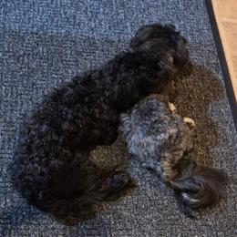 Jewel - Havanese