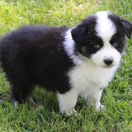 Whitley - Black tri-color female Australian Shepherd puppy in Kansas, Oklahoma from Windy G Farm