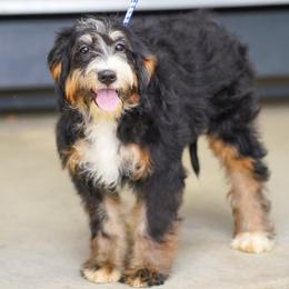 Andi (socialization program grad) - Tri-color female Bernedoodle puppy in Dundee, Ohio from Down Home Doodle
