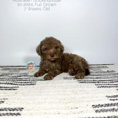 Flint - Merle male Double Doodle puppy in Southwest Ranches, Florida from Dandy Doodle Ranch