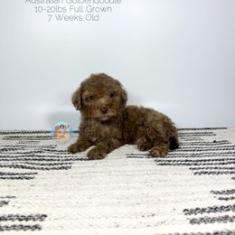 Flint - Merle male Double Doodle puppy in Southwest Ranches, Florida from Dandy Doodle Ranch