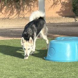 Maizy may - Siberian Husky
