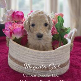 Magenta - Golden female Double Doodle puppy in El Cajon, California from Calibear Doodles
