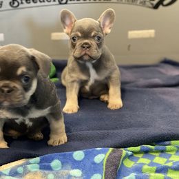 French Bulldog Puppies from Frenchie Paws